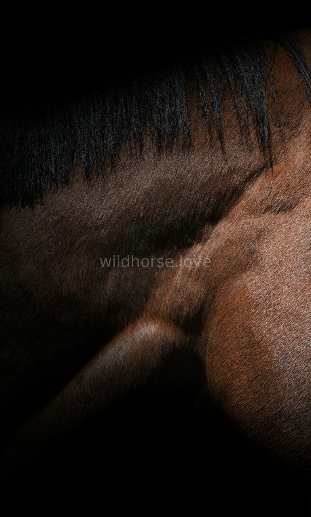 Majestic Horse