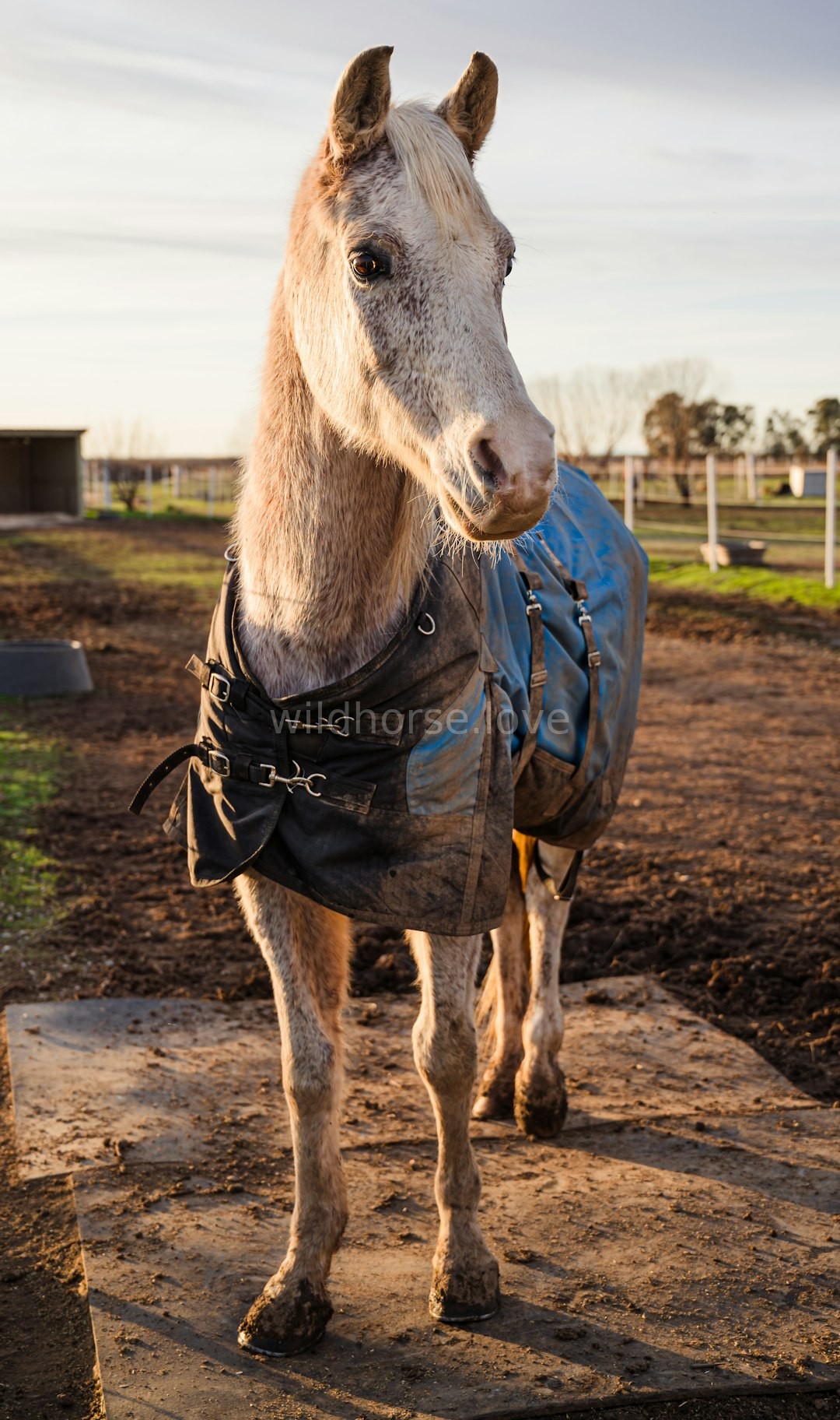 Equine connection